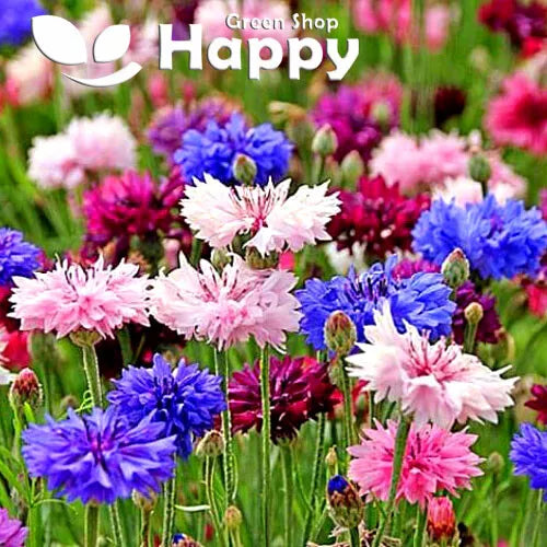 Dwarf Cornflower double 'Polka Dot' Mix - 1000 seeds (Centaurea cyanus nana)