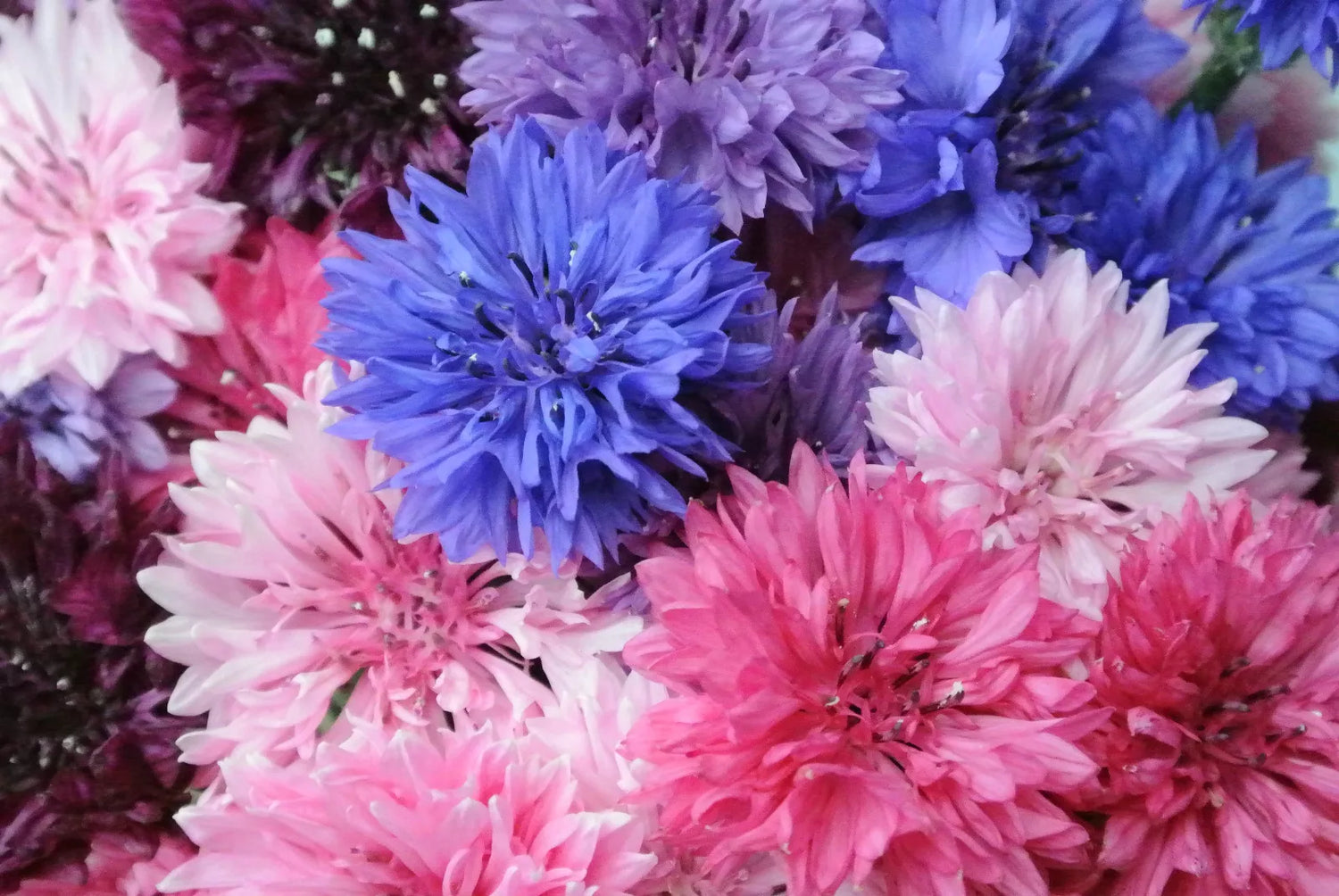 Dwarf Cornflower double 'Polka Dot' Mix - 1000 seeds (Centaurea cyanus nana)