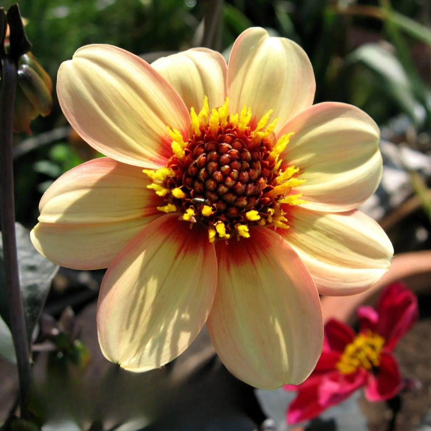 Dwarf Dahlia Single 'Mignon' mix - 130 seeds (Dahlia variabilis)