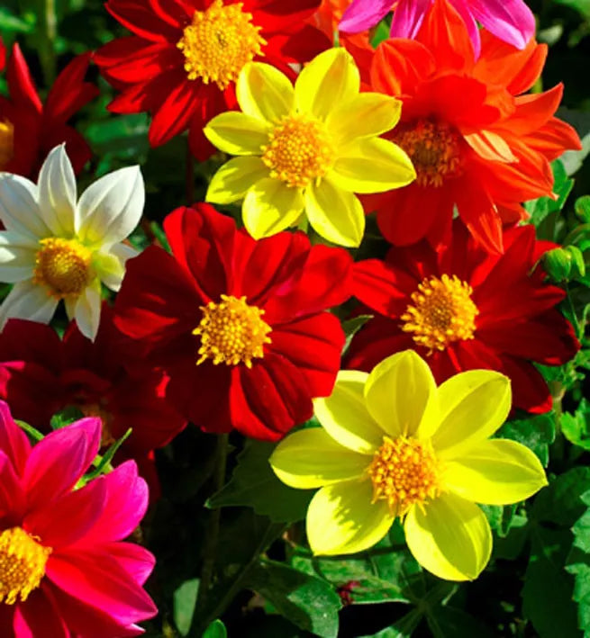 Dwarf Dahlia Single 'Mignon' mix - 130 seeds (Dahlia variabilis)