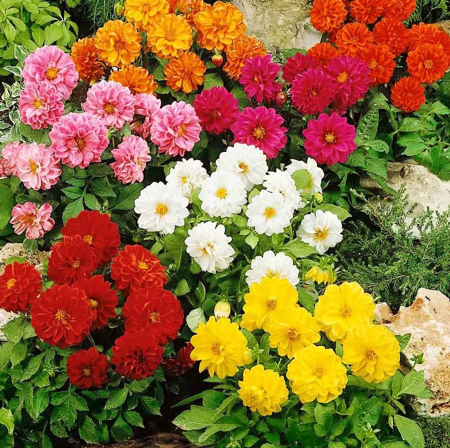 Dwarf Dahlia double 'Opera' - 60 seeds (Dahlia variabilis)