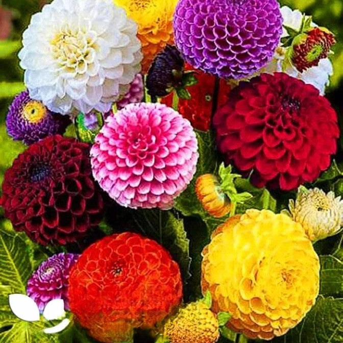Dahlia 'Pompon' mixed - 160 seeds (Dahlia variabilis)