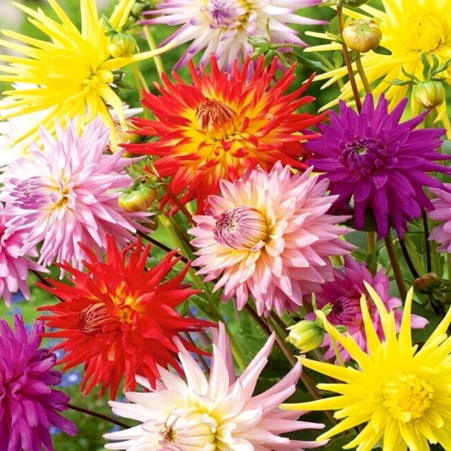 Dahlia 'Cactus' hybrids mixed - 240 seeds (Dahlia variabilis)