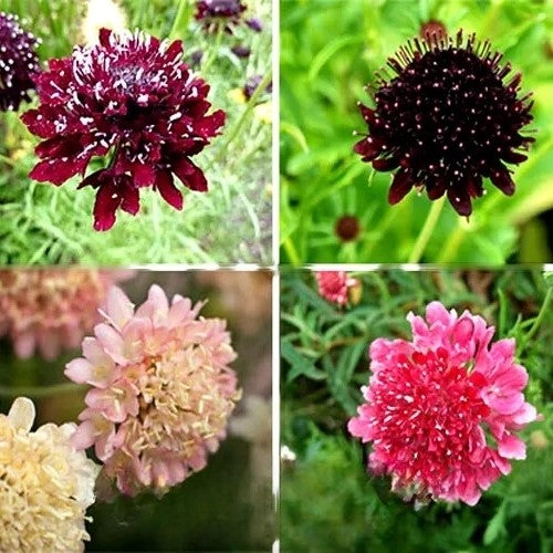 Sweet scabious mixed - 200 seeds (Scabiosa antropurpurea)