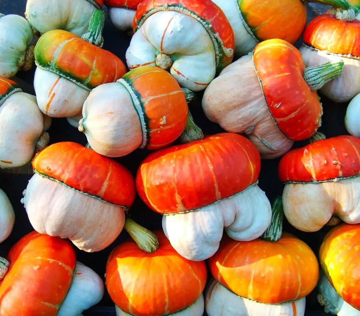 Ornamental gourd 'Turkish turban' - 7 seeds (Cucurbita pepo)