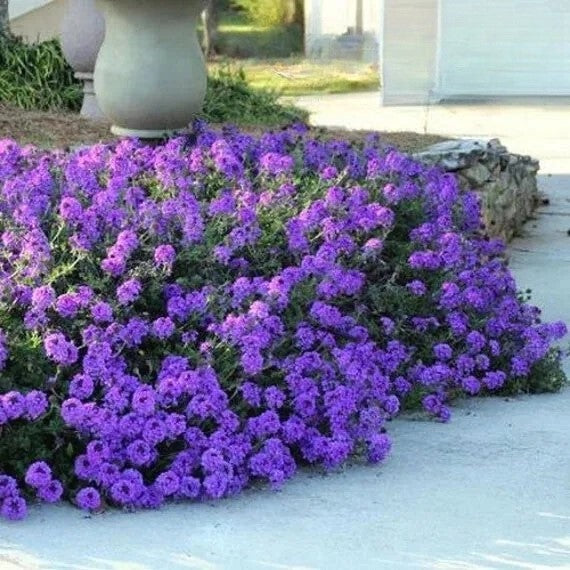 Moss verbena - 300 seeds (Verbena tenuisecta)