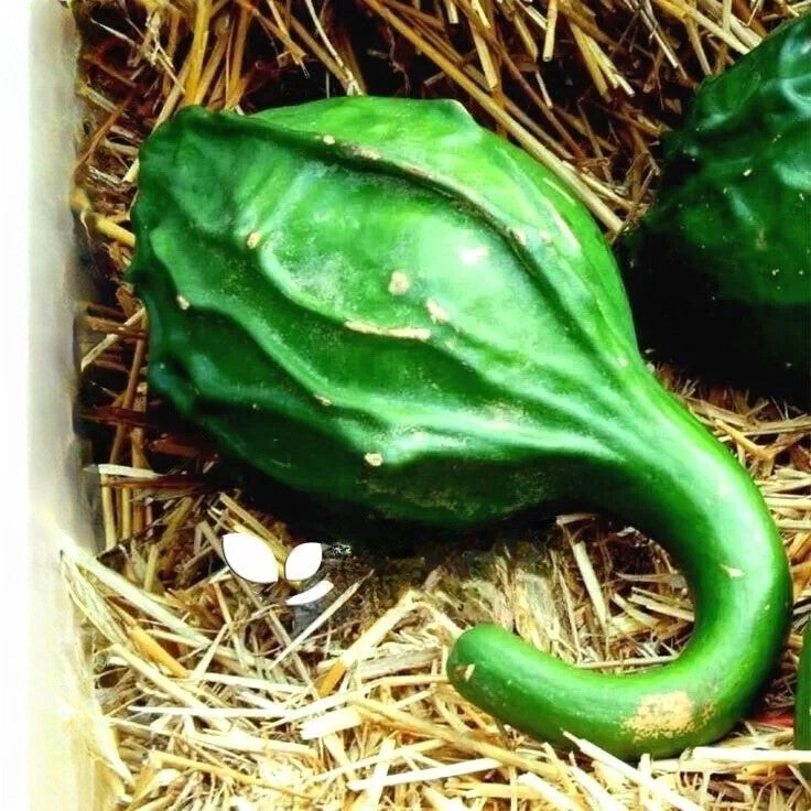 Caveman's club gourd - 5 seeds (Lagenaria siceraria)
