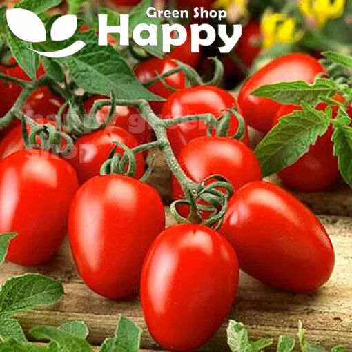 Roma Tomato 'Chrobry' F1 - 50 seeds (Solanum lycopersicum)