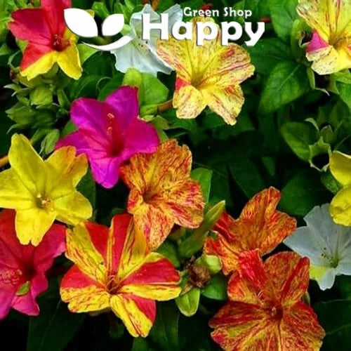 Four o'clock Flower mix - 45 seeds (Mirabilis Jalapa)