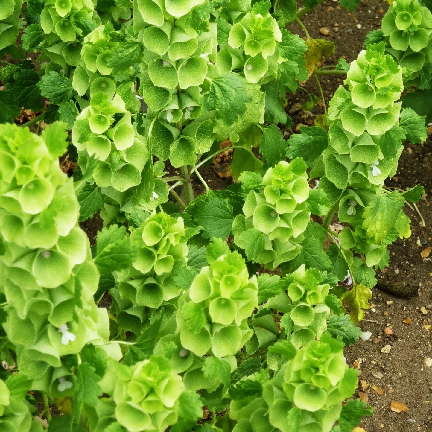 Bells of Ireland - 400 seeds (Molucella laevis)