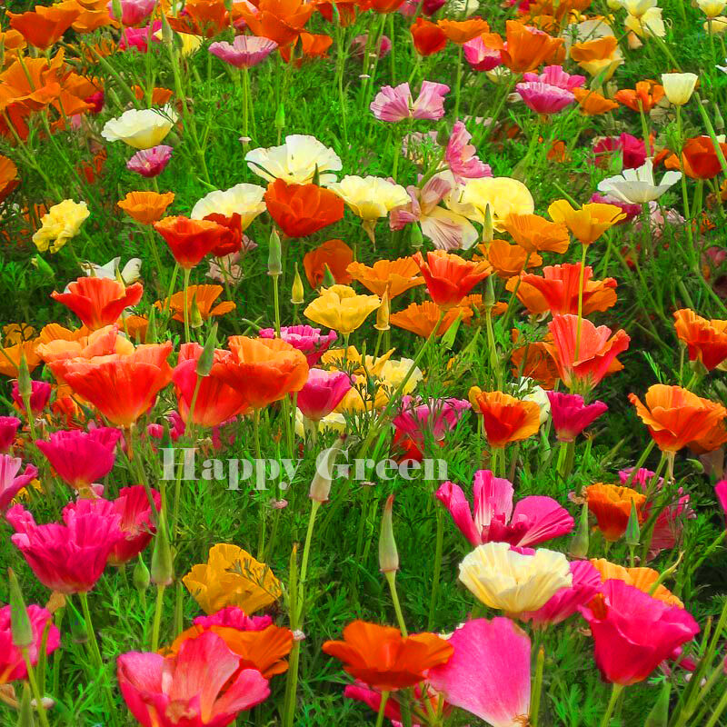 California poppy mix - 2200 seeds (Eschscholzia californica)