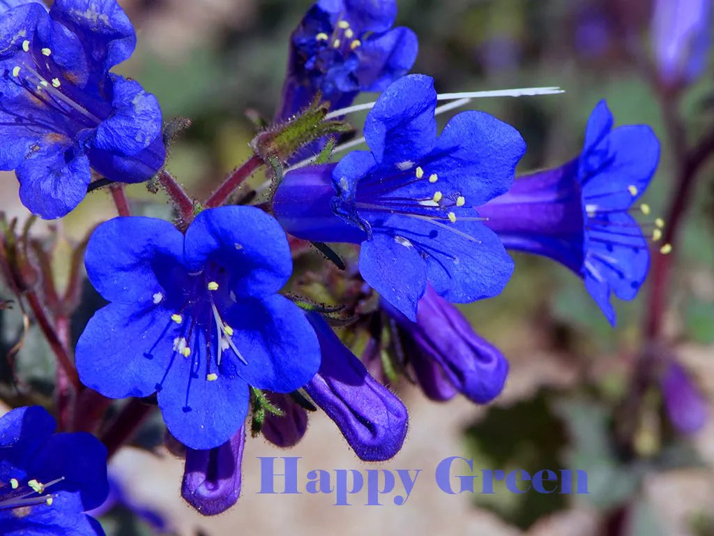 Desert bluebell - 2500 seeds (Phacelia campanularia)