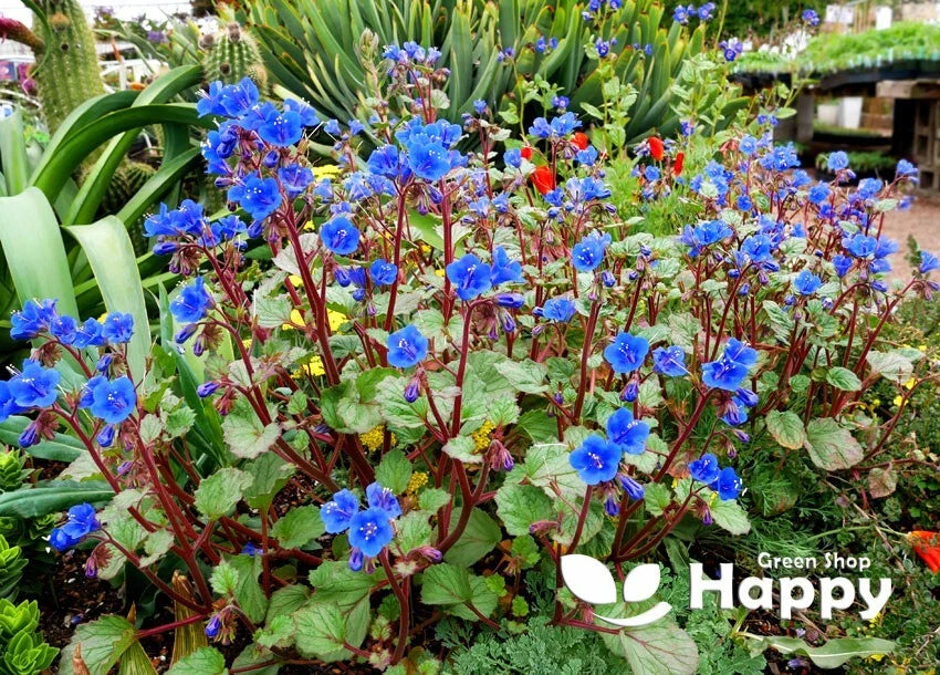 Desert bluebell - 2500 seeds (Phacelia campanularia)