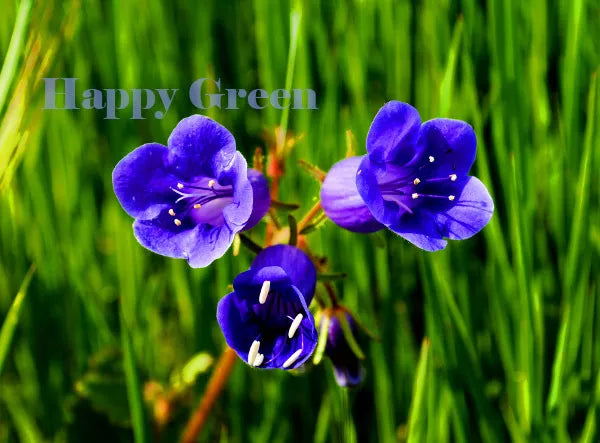Desert bluebell - 2500 seeds (Phacelia campanularia)