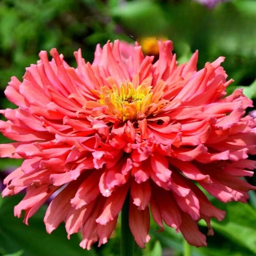 Large Zinnia Senorita 'Super Cactus' Pink - 40 seeds (Zinnia elegans)