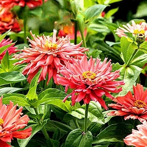 Large Zinnia Senorita 'Super Cactus' Pink - 40 seeds (Zinnia elegans)