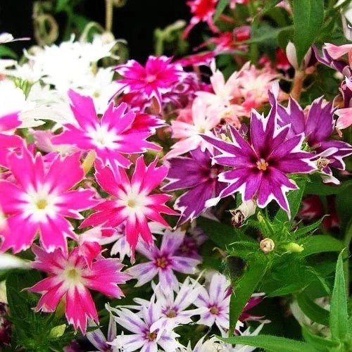 Dwarf Phlox Twinkle Star mixed - 400 seeds (Phlox cuspidata)