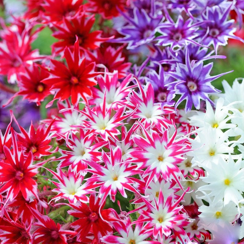 Dwarf Phlox Twinkle Star mixed - 400 seeds (Phlox cuspidata)