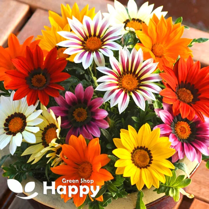 Gazania 'Sunshine' Hybrids mix - 150 seeds (Gazania splendens)