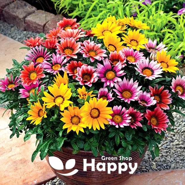 Gazania 'Sunshine' Hybrids mix - 150 seeds (Gazania splendens)