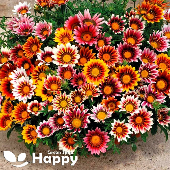 Gazania 'Sunshine' Hybrids mix - 150 seeds (Gazania splendens)