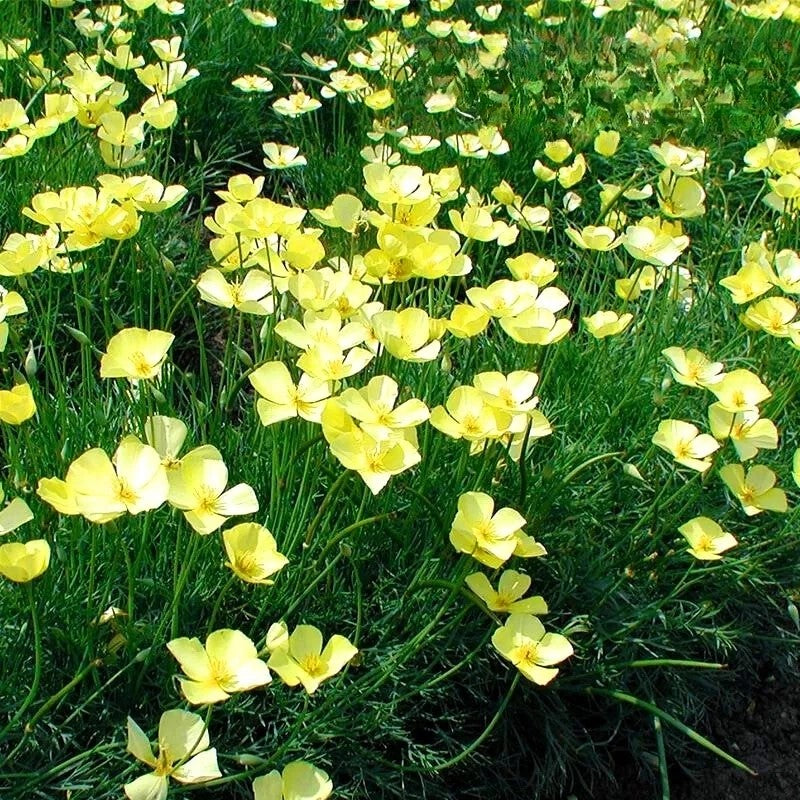 Tufted Poppy 'Sundew' yellow - 1000 seeds (Eschscholzia caespitosa)
