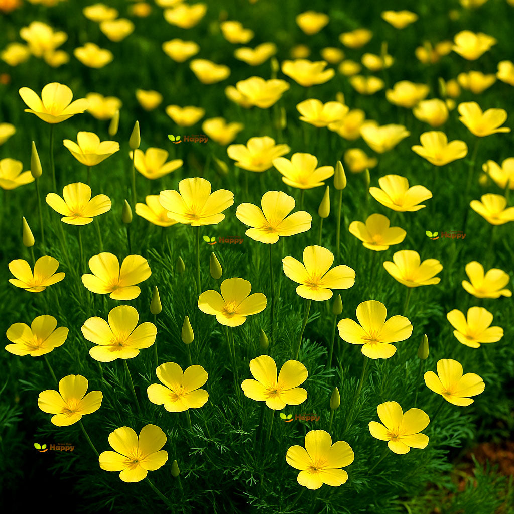 Tufted Poppy 'Sundew' yellow - 1000 seeds (Eschscholzia caespitosa)