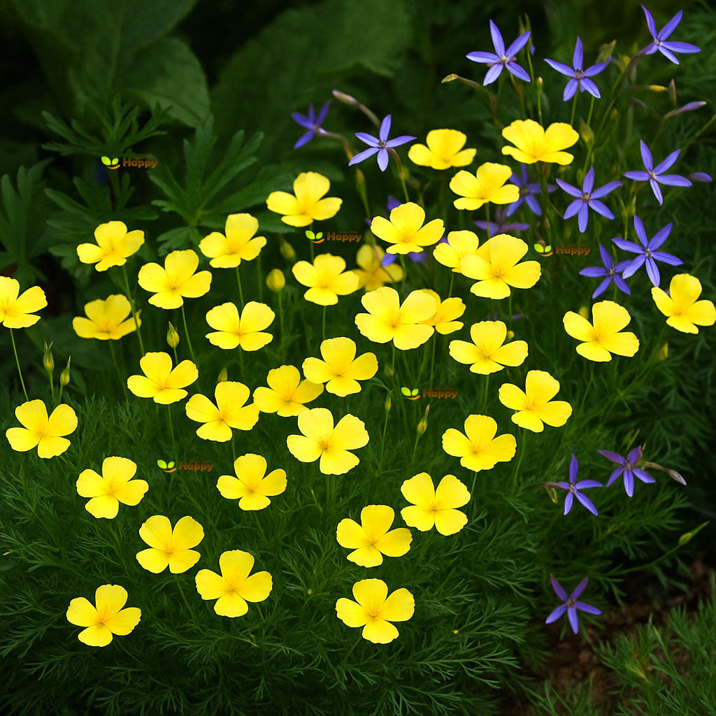 Tufted Poppy 'Sundew' yellow - 1000 seeds (Eschscholzia caespitosa)