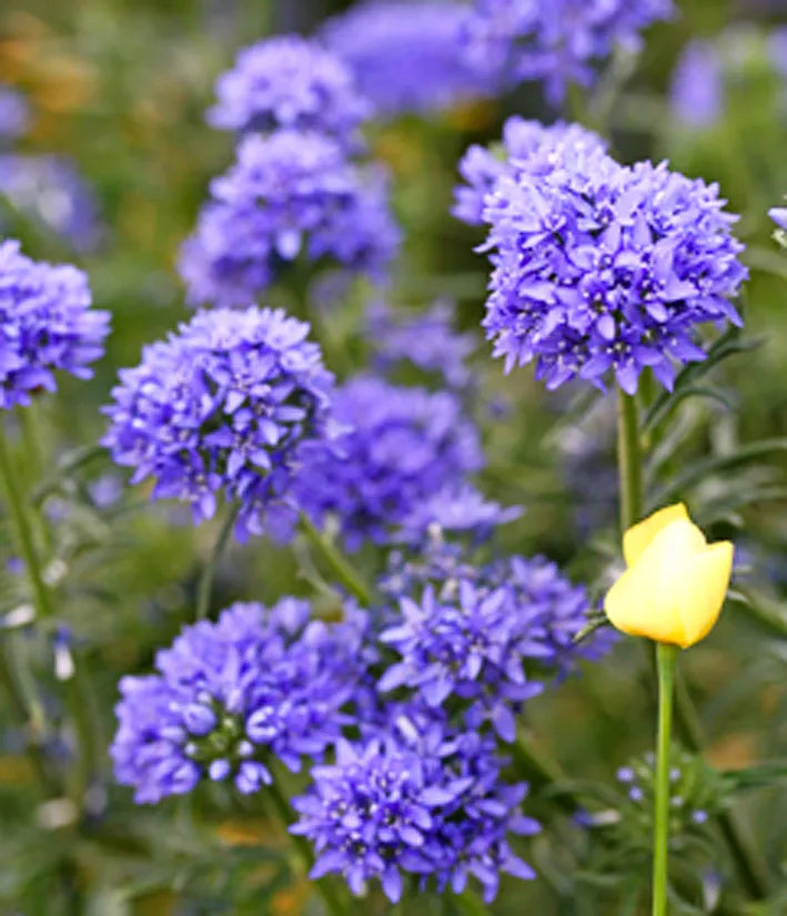 Queen Anne's Thimbles - 1000 seeds (Gilia capitata)