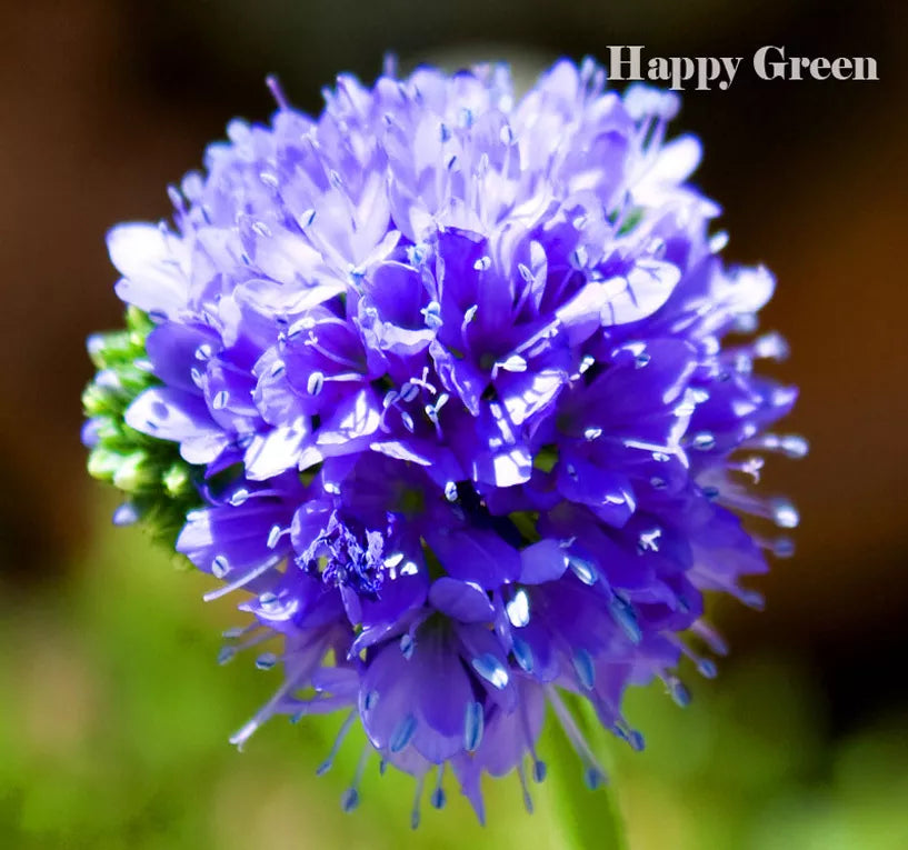 Queen Anne's Thimbles - 1000 seeds (Gilia capitata)