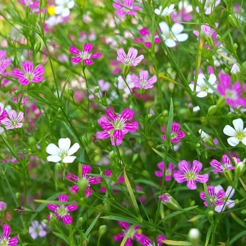 Baby's breath mix - 2000 seeds (Gypsophilla elegans)