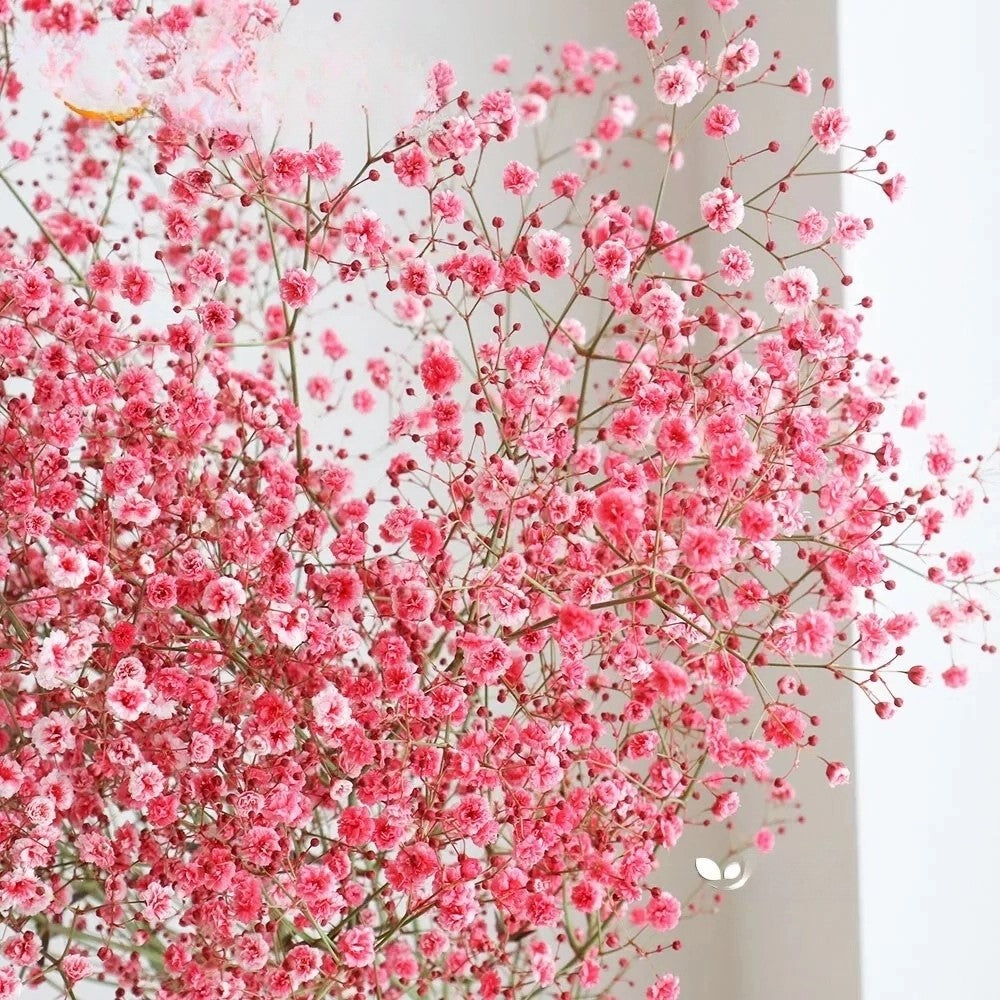 Baby's breath Crimson - 2000 seeds (Gypsophilla elegans)