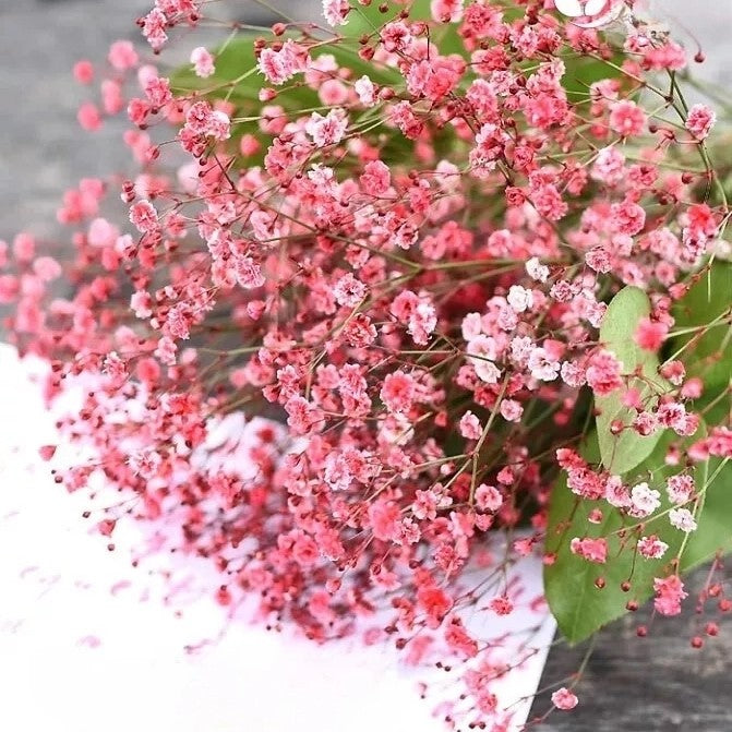 Baby's breath Crimson - 2000 seeds (Gypsophilla elegans)
