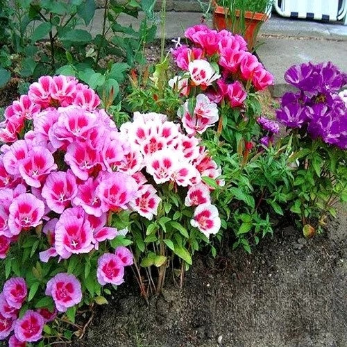 Godetia 'Monarch' mix - 2000 seeds (Godetia Grandiflora)