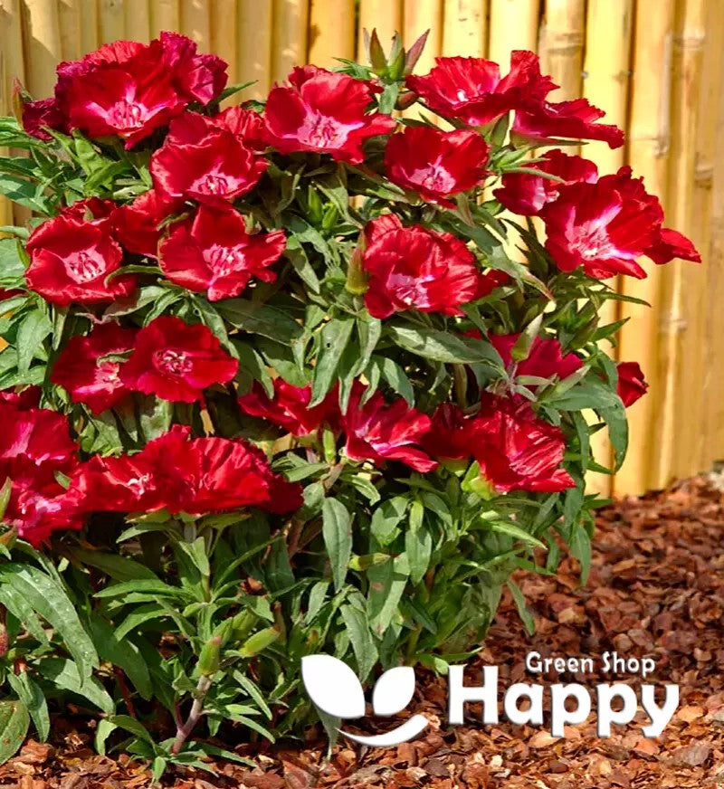 Godetia BRILLIANT RED - 2000 seeds (Godetia Grandiflora)