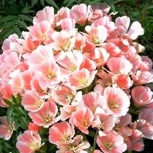 Godetia 'Sybil Sherwood' - 1000 seeds (Godetia Grandiflora)