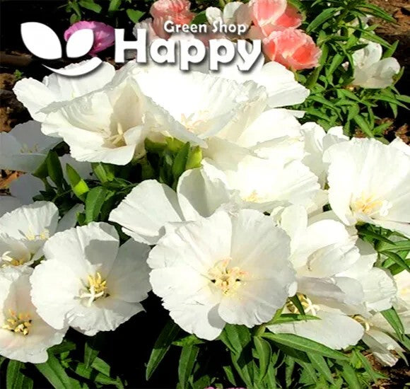 Godetia 'Dutchess of Albany' - 1000 seeds (Godetia Grandiflora)