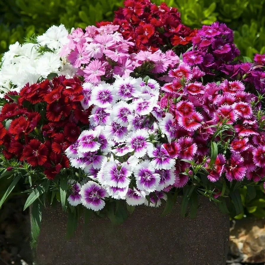 Dwarf Pink 'Persian carpet' mix - 200 seeds (Dianthus chinensis)