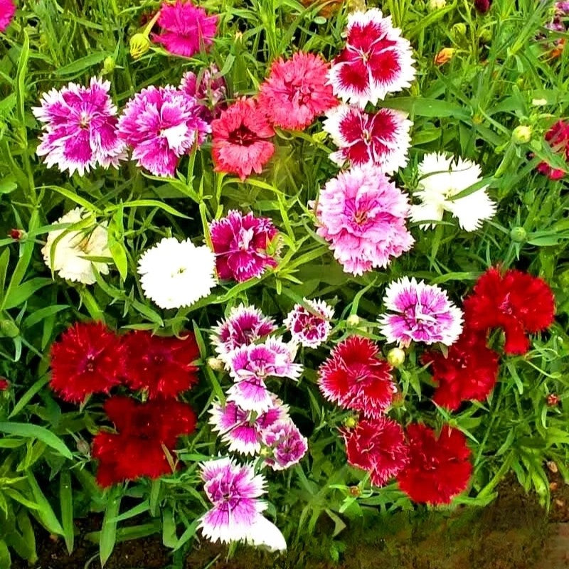 Dwarf Pink 'Persian carpet' mix - 200 seeds (Dianthus chinensis)
