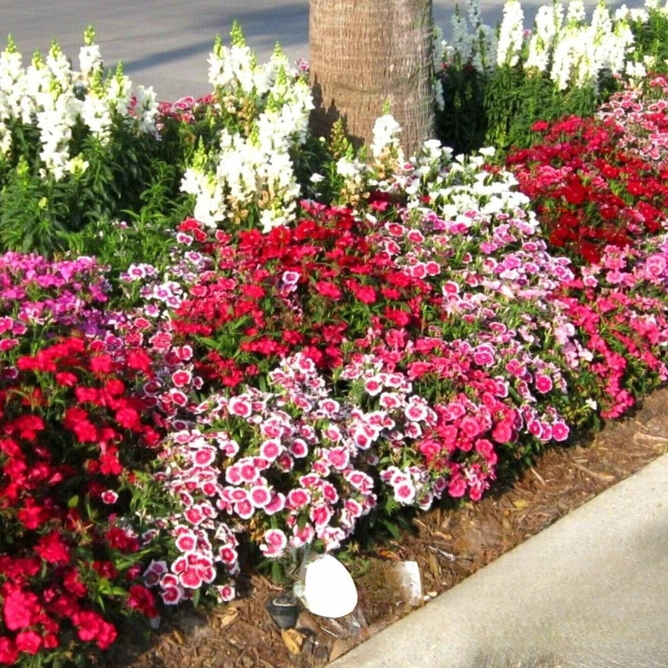 Dwarf Pink 'Persian carpet' mix - 200 seeds (Dianthus chinensis)