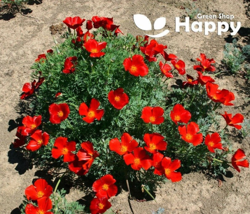 California poppy 'Red chief' - 1300 seeds (Eschscholzia californica)