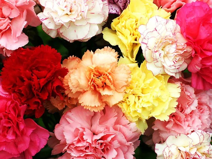 Carnation Mix 'Chabaud' - 300 seeds (Dianthus caryophyllus)