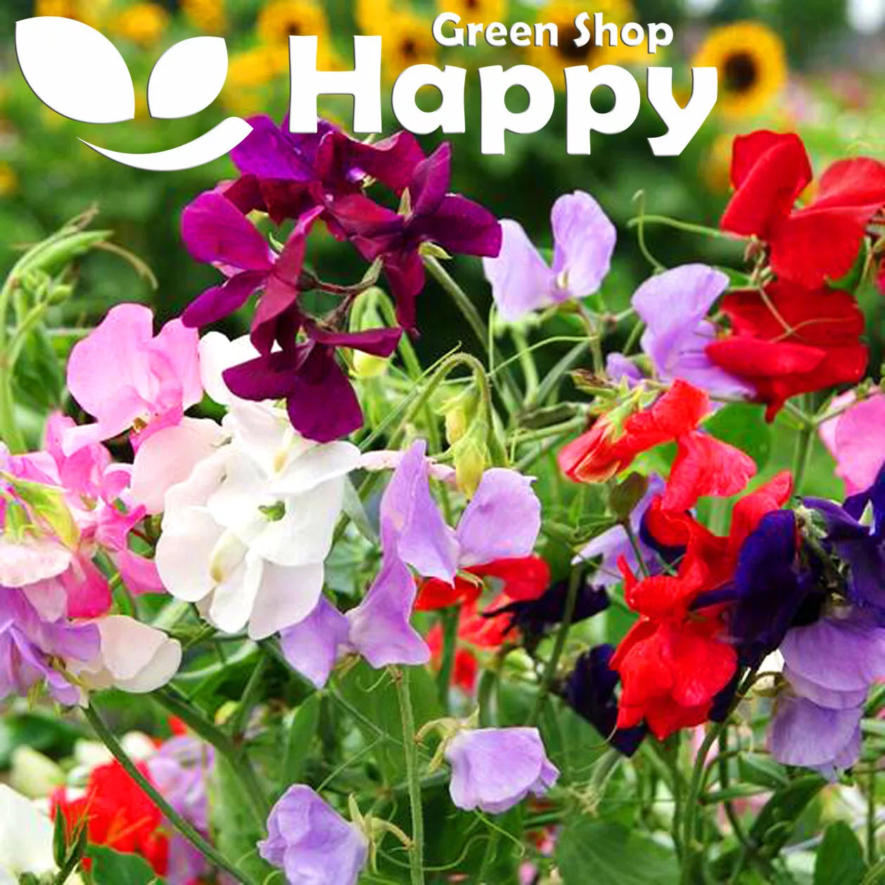 Sweet Pea 'Royal Dreams' mix - 50 seeds (Latyrus odoratus)