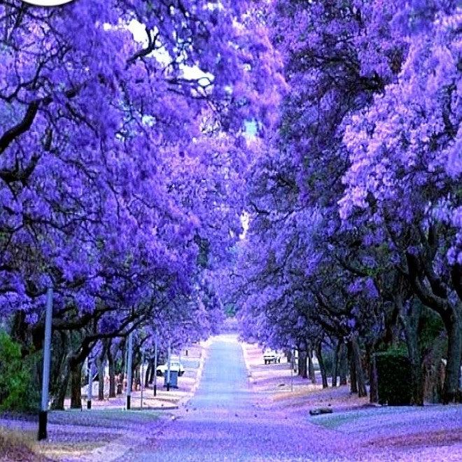 Blue bonsai Tree - 40 seeds (Jacaranda mimosifola)