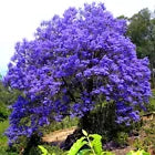 Blue bonsai Tree - 40 seeds (Jacaranda mimosifola)