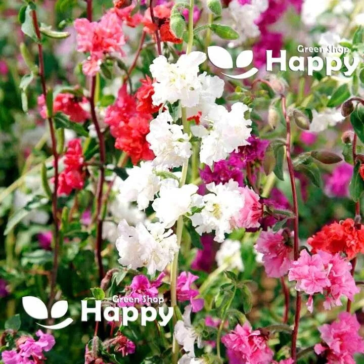 Clarkia Garland Flower Double Mix - 3000 seeds (Clarkia unguiculata elegans)