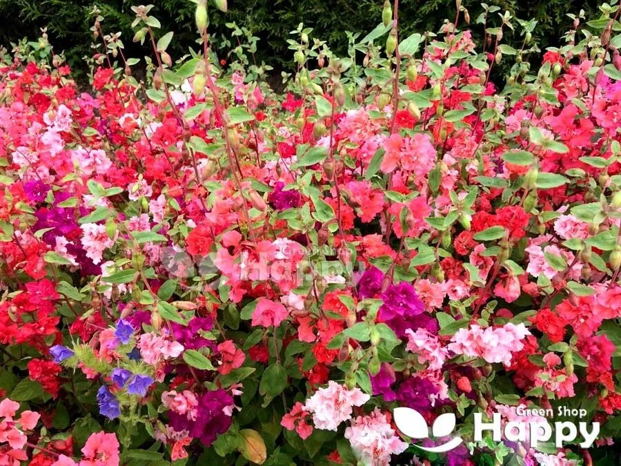 Clarkia Garland Flower Double Mix - 3000 seeds (Clarkia unguiculata elegans)