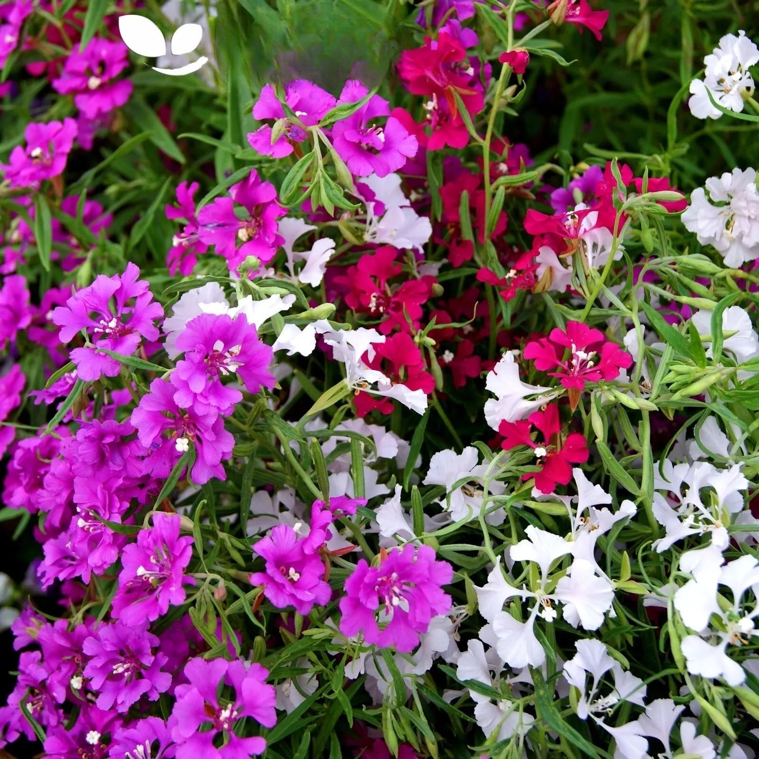 Clarkia 'Pinkfairies Arianne' mix - 1000 seeds (Clarkia pulchella)