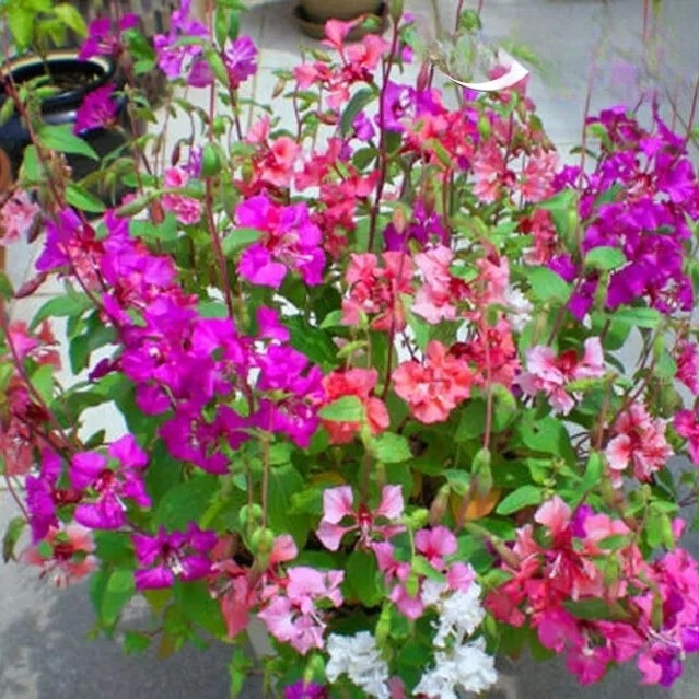 Clarkia 'Pinkfairies Arianne' mix - 1000 seeds (Clarkia pulchella)