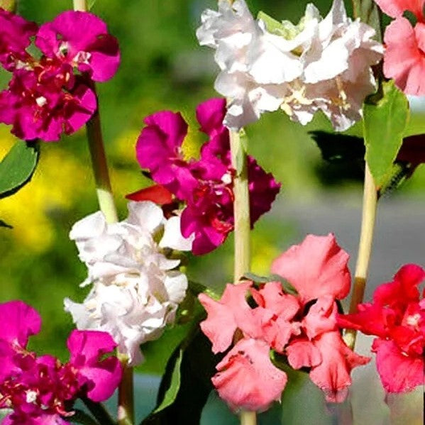 Clarkia 'Pinkfairies Arianne' mix - 1000 seeds (Clarkia pulchella)
